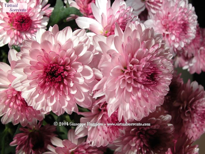 Fiori / Flowers- (Copyright 2004 Giuseppe Ruggiero)