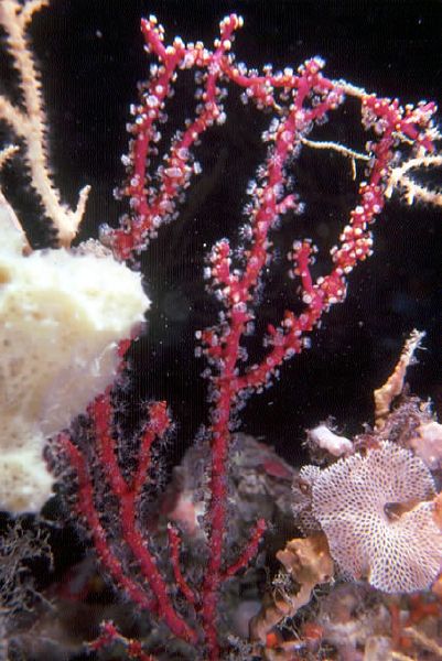 Parerythropodium coralloides