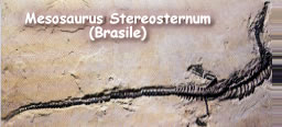 Mesosaurus  Stereosternum (Brasile)
