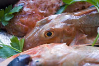 fresh fish